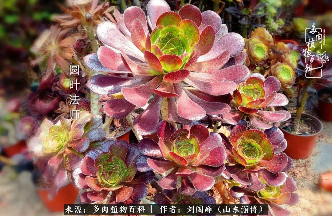 高温天气怎么养护多肉花,新手夏天养多肉5个保命秘籍