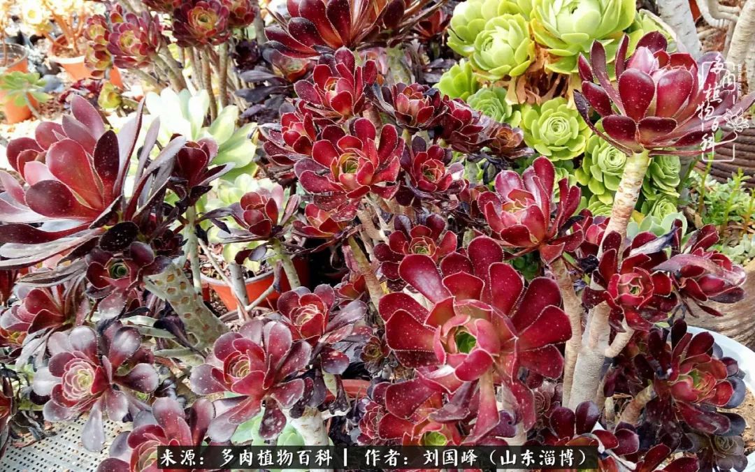 高温天气怎么养护多肉花,新手夏天养多肉5个保命秘籍