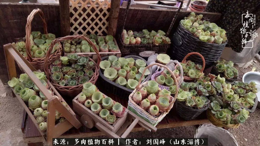 高温天气怎么养护多肉花,新手夏天养多肉5个保命秘籍