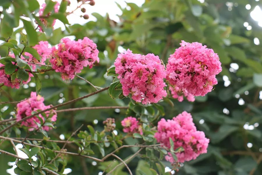 「人文宾川」古院沧桑，古树依然，这里的“花海”盛开在六月——李氏宗祠火把花