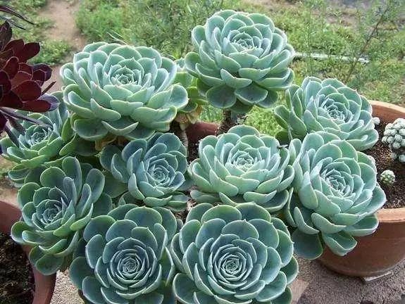 玉蝶怎么养容易爆盆,玉蝶怎么养才爆盆