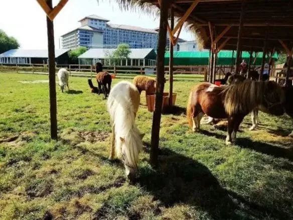 北戴河玩海夏令营,暑期海滨夏令营