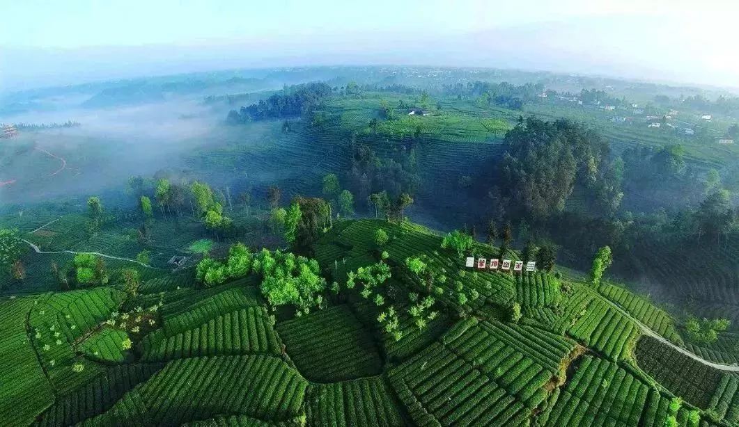 雅安的蒙顶山茶,雅安蒙顶山的什么茶最出名