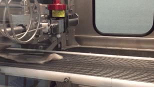 为什么不推荐给孩子吃银鳕鱼,别给孩子随便买鳕鱼吃