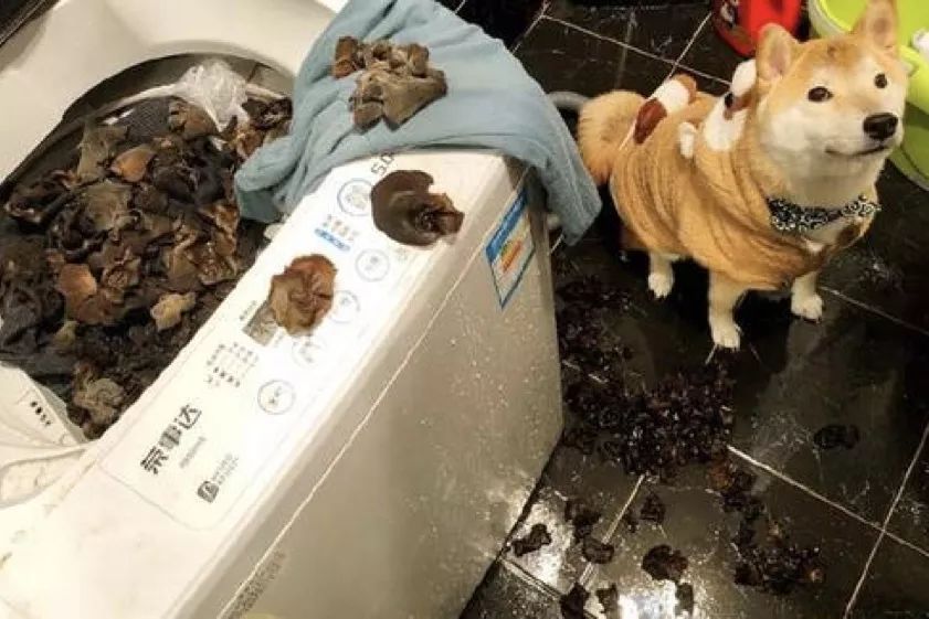 闯了特别大的祸咋办,闯了祸怎么安慰自己