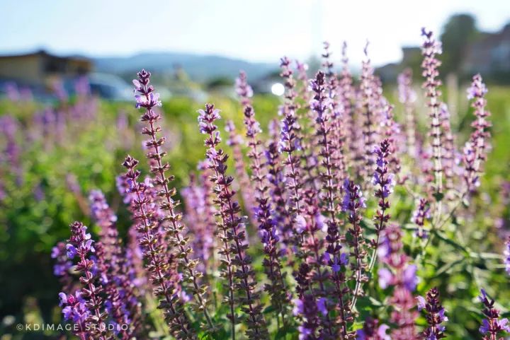 别只去英国法国了，欧洲还有个保加利亚，景美人美还便宜