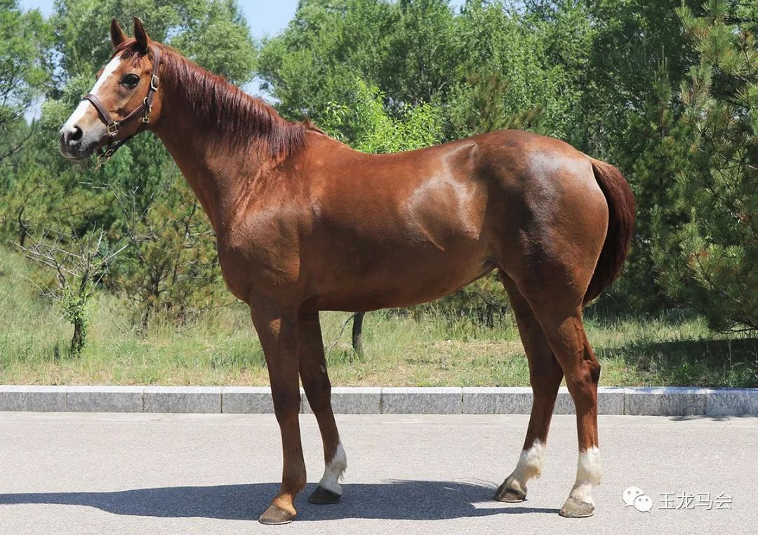 名马之后，发现无限“商机”！国际赛冠军登陆第六期“玉龙”马匹网络拍卖会