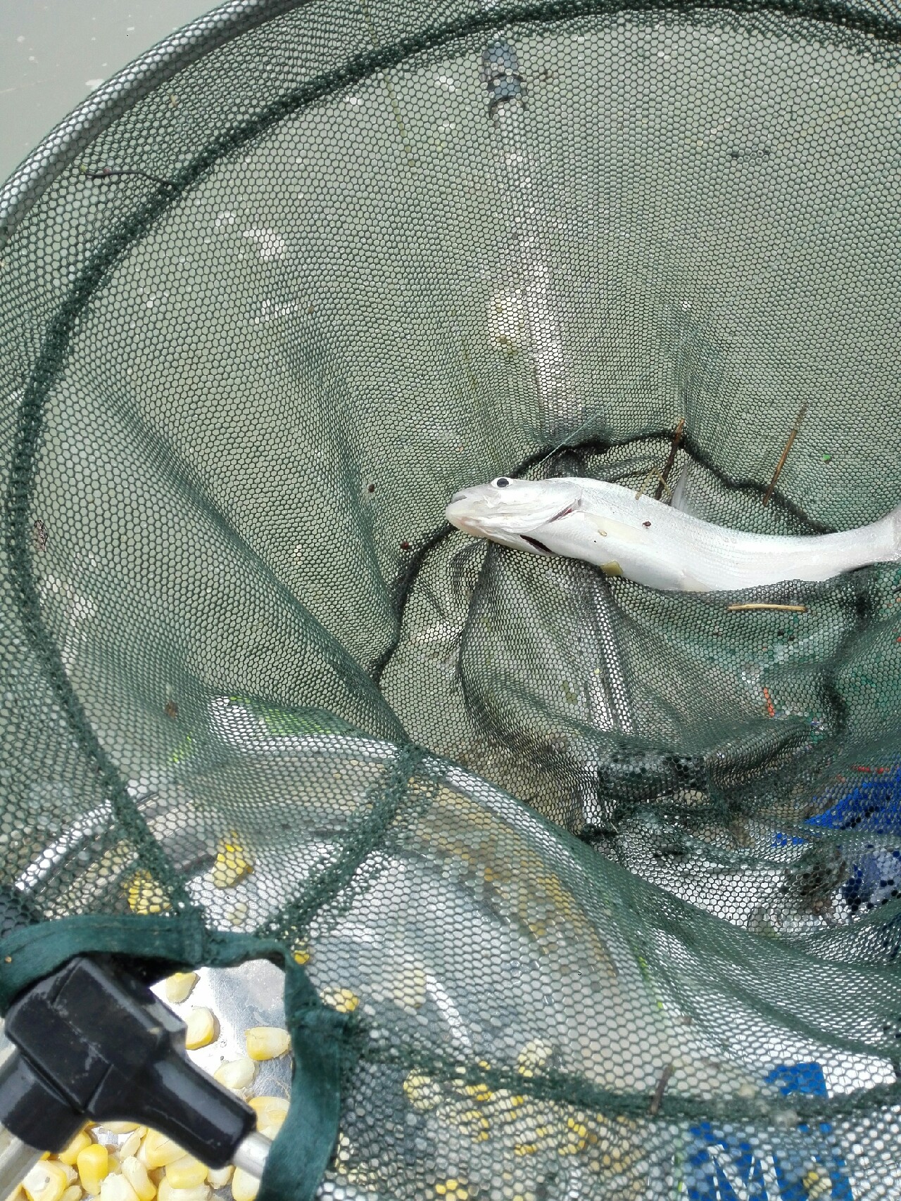 汉江涨水了,汉江涨水农田受淹