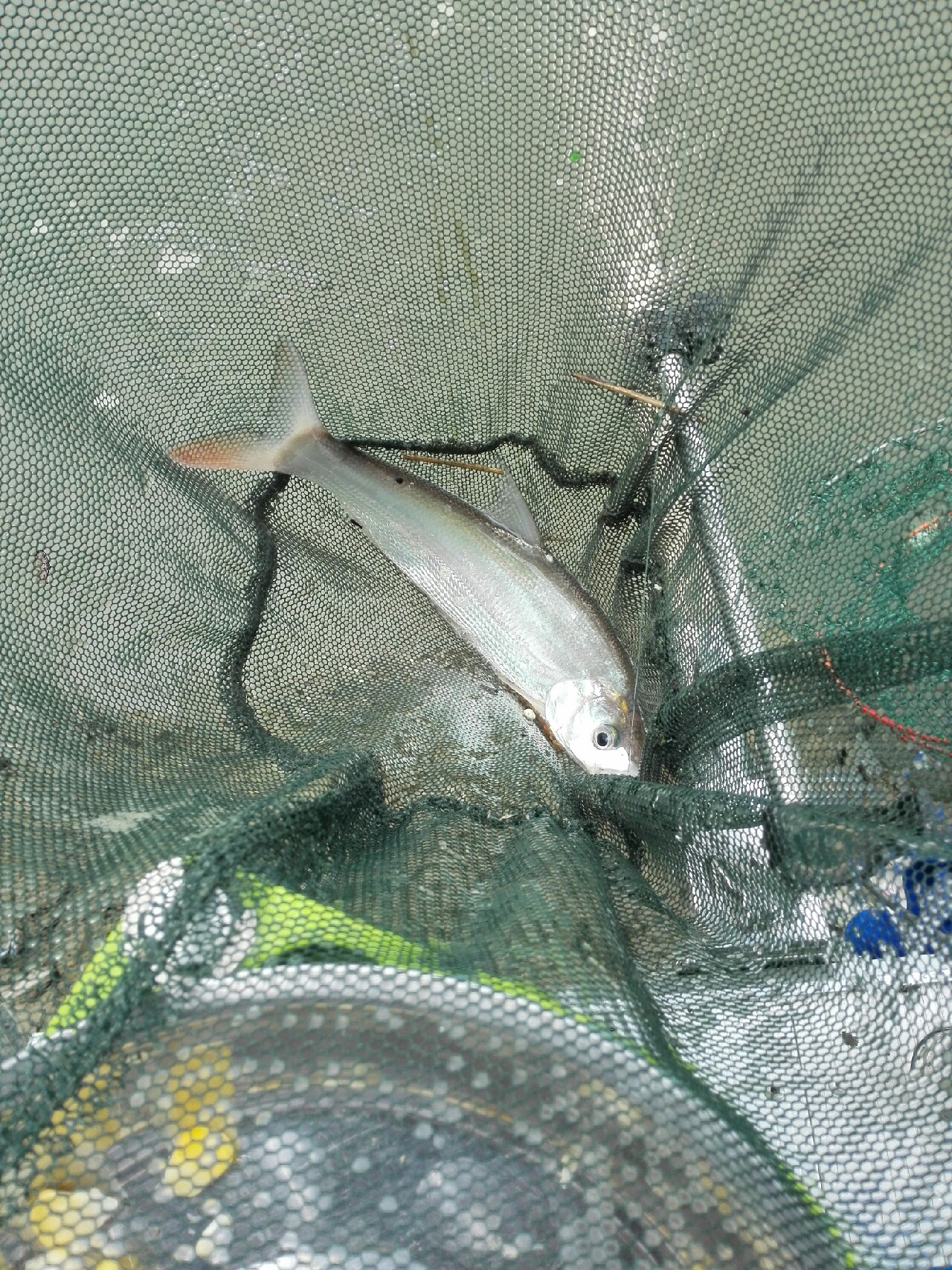 汉江涨水了,汉江涨水农田受淹