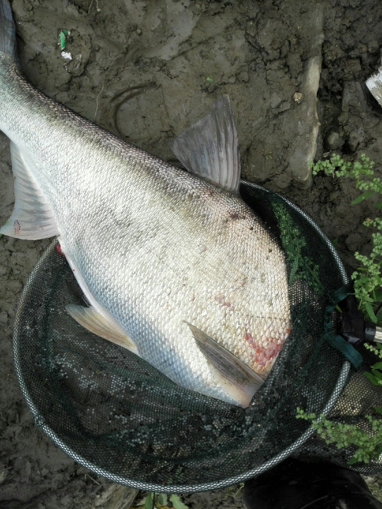 汉江涨水了,汉江涨水农田受淹