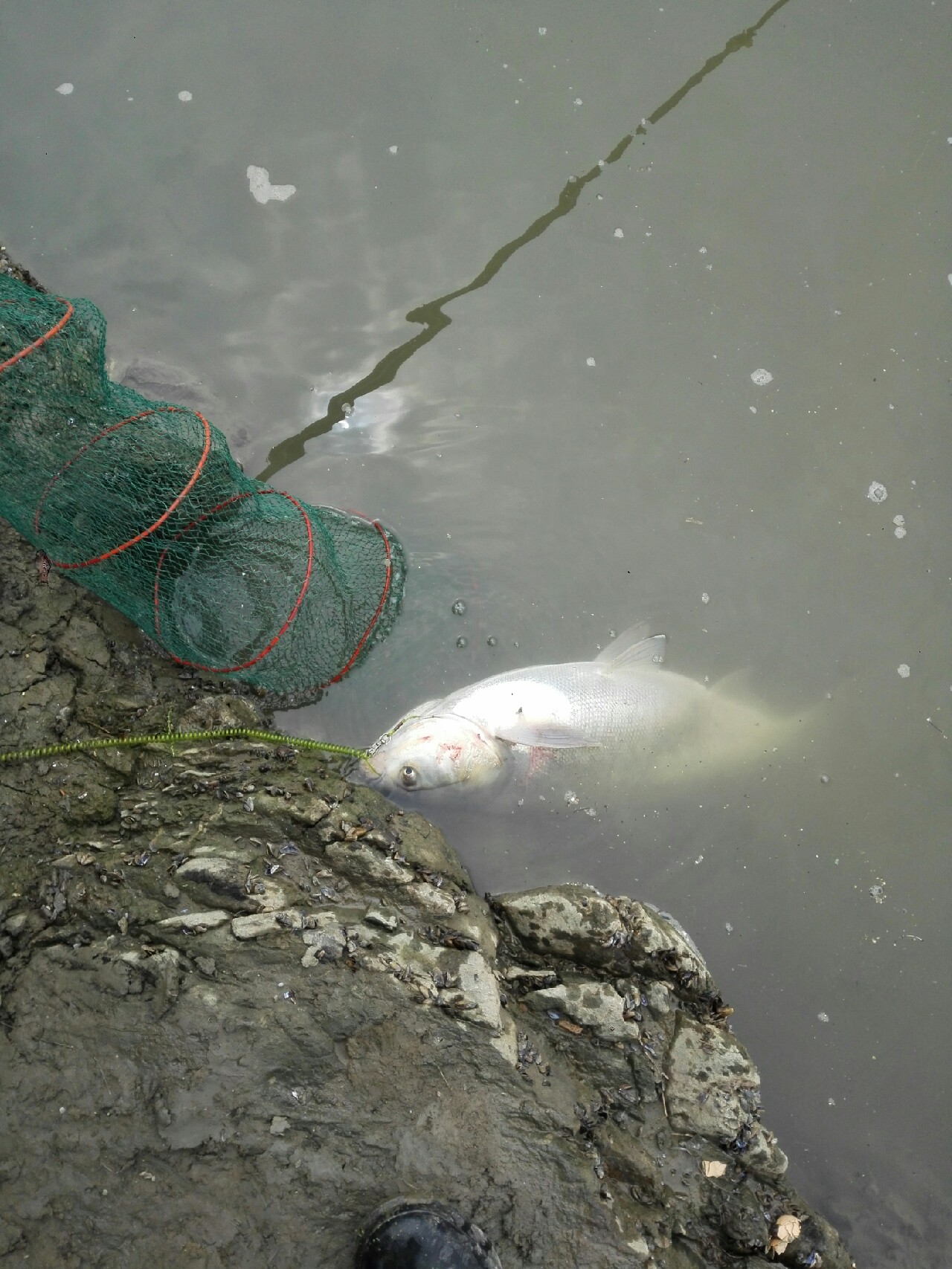 汉江涨水了,汉江涨水农田受淹