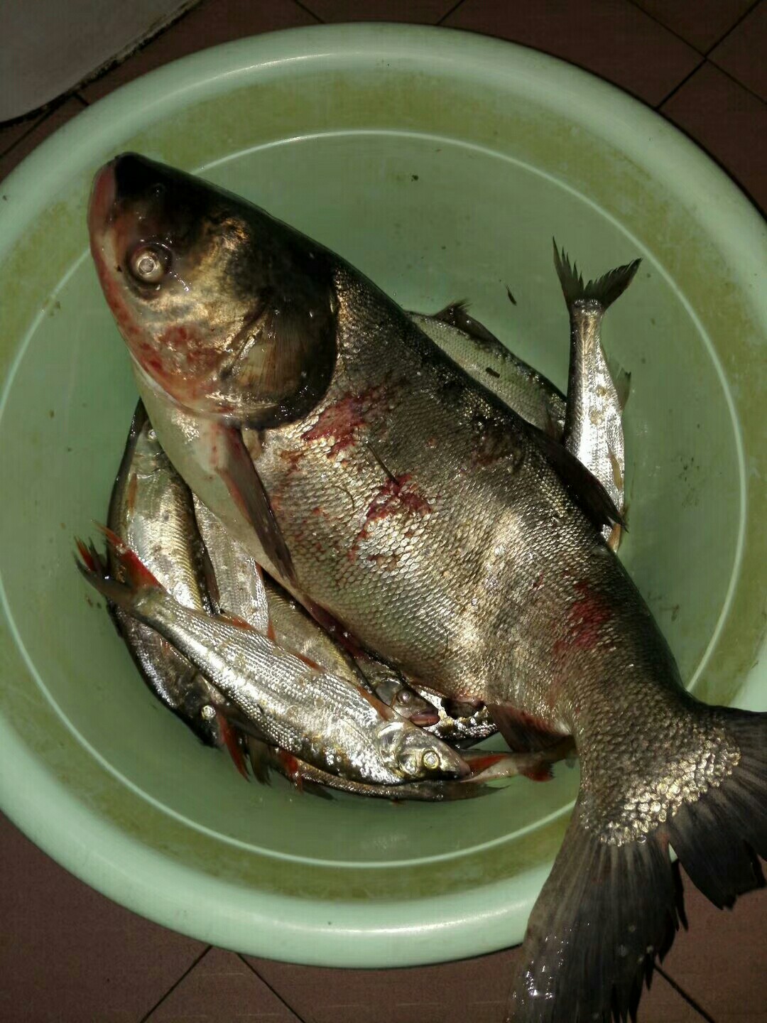 汉江涨水了,汉江涨水农田受淹