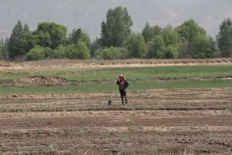 太阳升起在桑干河上,太阳照在了桑干河上朗读