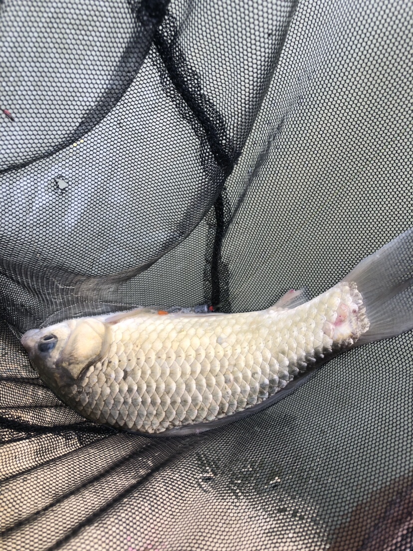 风大浪大好钓海鱼吗,风大浪大钓底还是钓浮