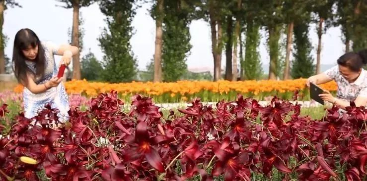 北京市月季文化节开幕式,百合节开幕时间