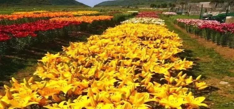 北京市月季文化节开幕式,百合节开幕时间