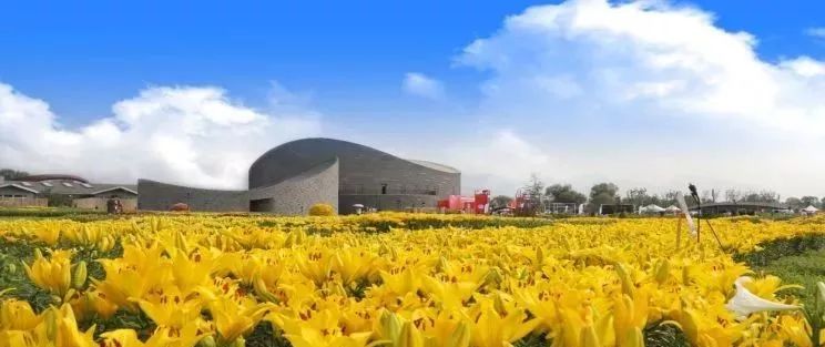 北京市月季文化节开幕式,百合节开幕时间