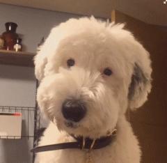 汪星人有哪些秘密,汪星人真实的秘密