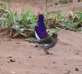 见到灯光乱飞的大虫子,见到光就飞过来的虫子怎么去除