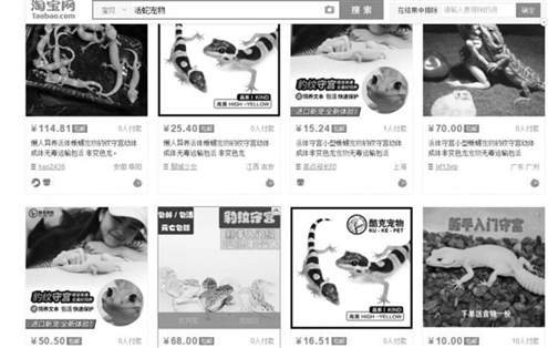 网上卖的松鼠宠物靠谱吗,网上卖松鼠违法吗