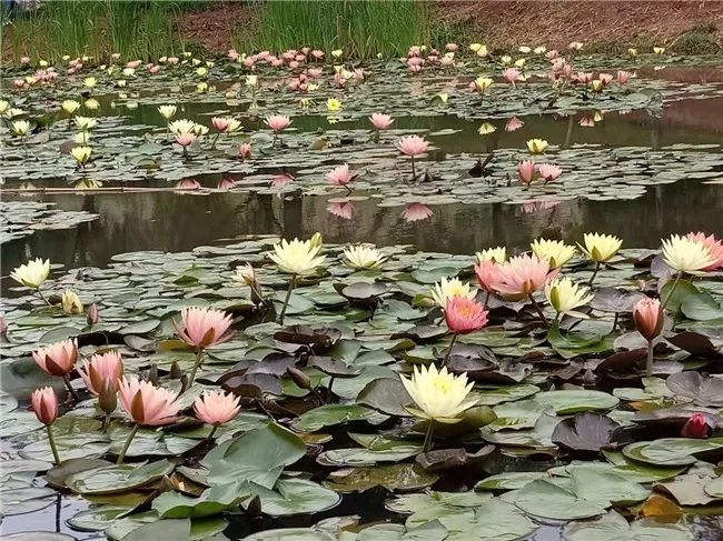 丽江睡莲旅游攻略,国家植物园睡莲娇艳绽放