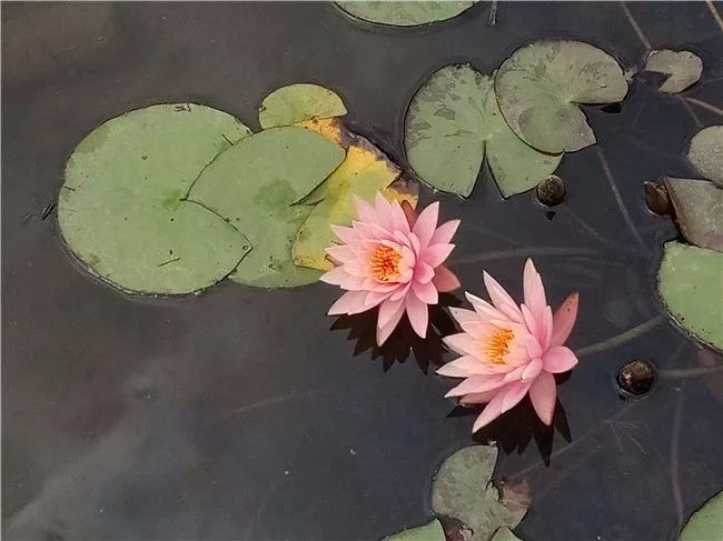 丽江睡莲旅游攻略,国家植物园睡莲娇艳绽放