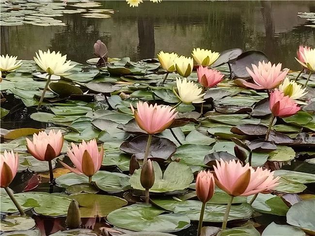 丽江睡莲旅游攻略,国家植物园睡莲娇艳绽放