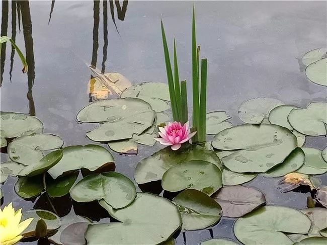 丽江睡莲旅游攻略,国家植物园睡莲娇艳绽放