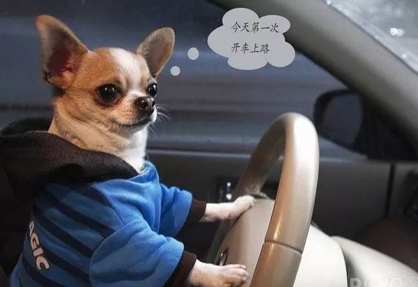 杭州车牌选号攻略,哈尔滨车牌选号攻略