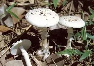 云南吃菌中毒分布图,云南吃菌中毒最新统计