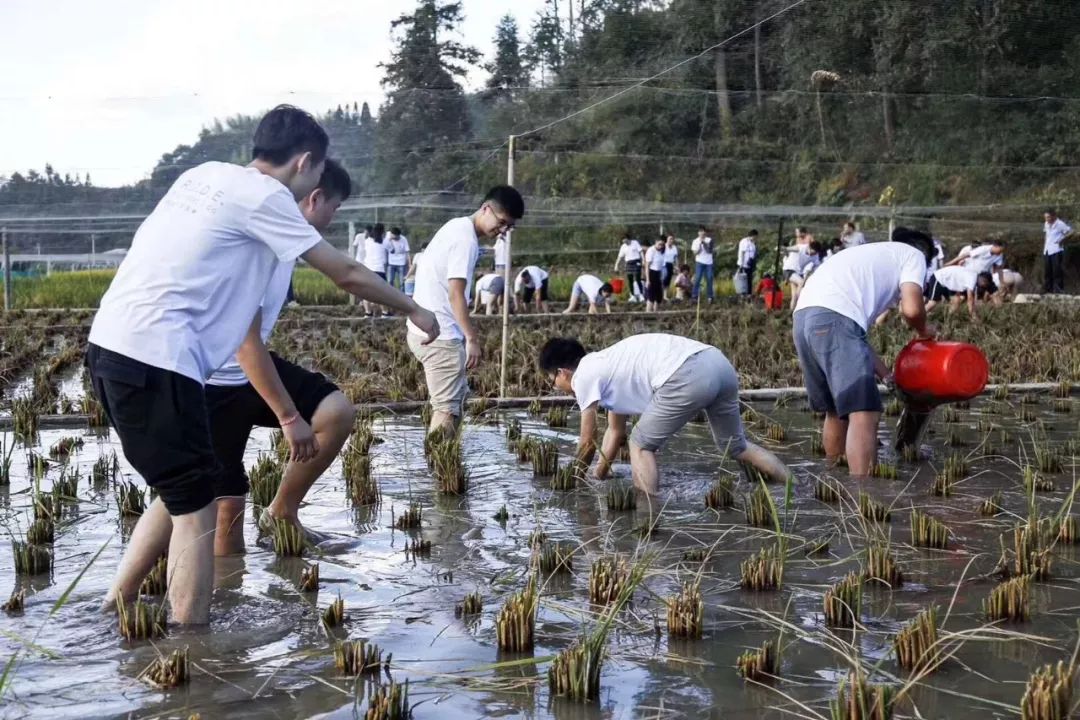 又挖到个21℃的清凉山城，还藏着人均¥300+就能入住的浙南“小星野”，仅限200套