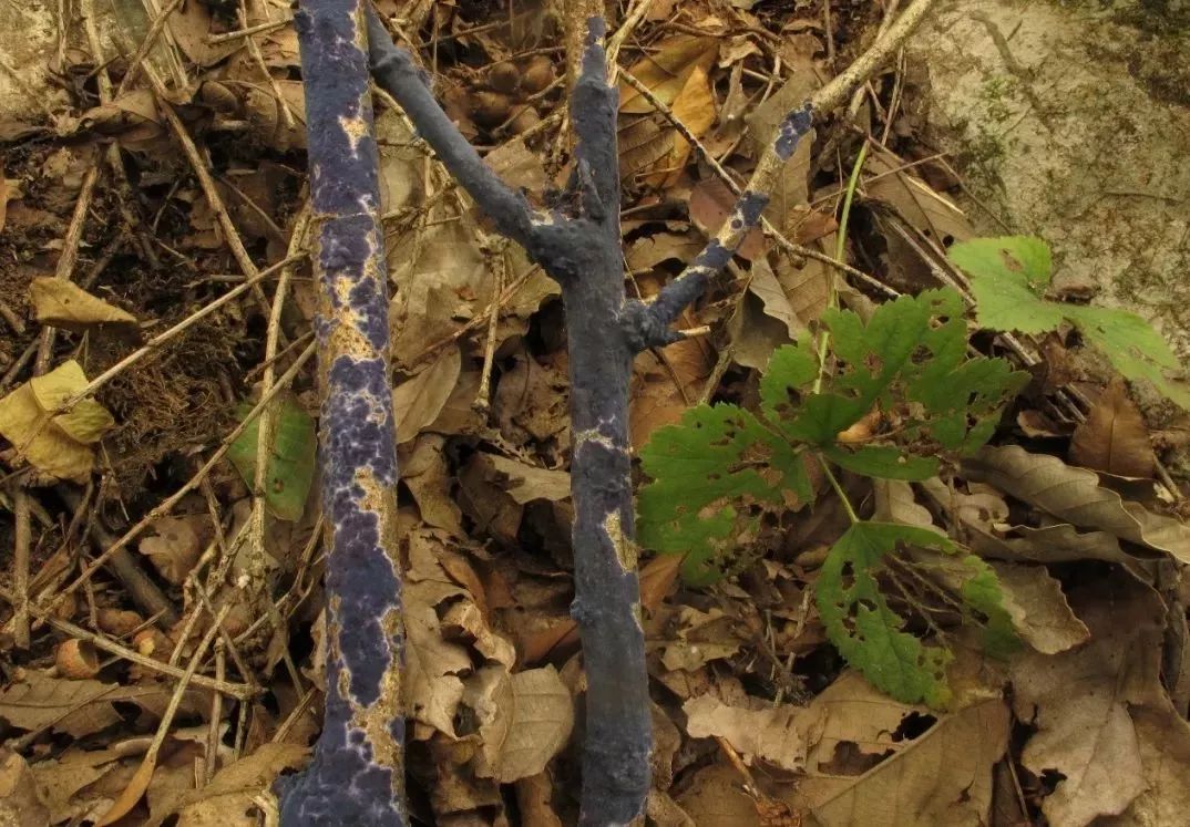 云南吃菌中毒分布图,云南吃菌中毒最新统计