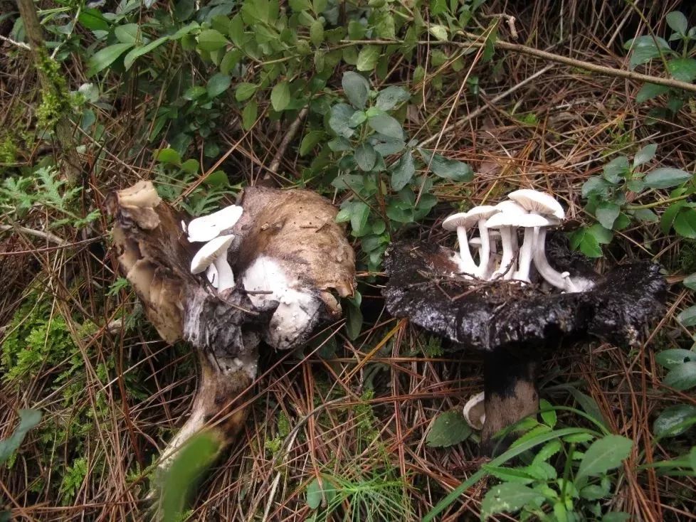 云南吃菌中毒分布图,云南吃菌中毒最新统计