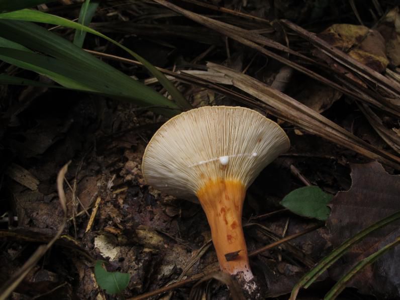 云南吃菌中毒分布图,云南吃菌中毒最新统计