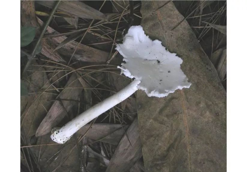 云南吃菌中毒分布图,云南吃菌中毒最新统计