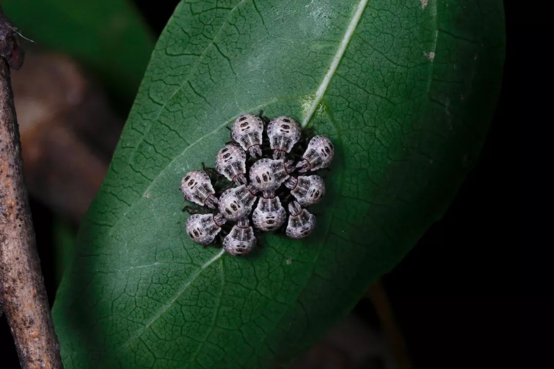 见到灯光乱飞的大虫子,见到光就飞过来的虫子怎么去除