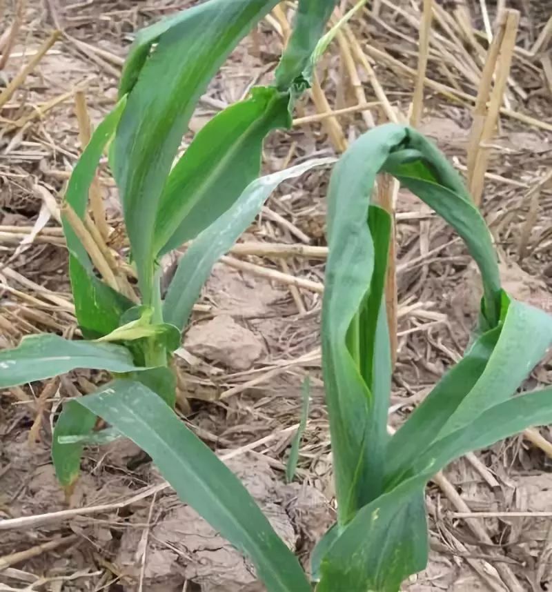 玉米心叶卷曲怎么处理,玉米芯卷成鞭状怎么治好