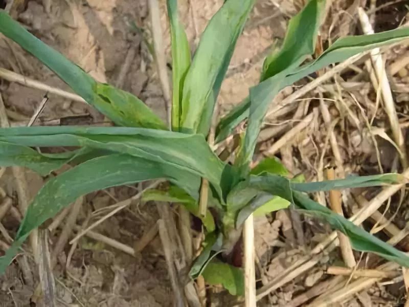 玉米心叶卷曲怎么处理,玉米芯卷成鞭状怎么治好