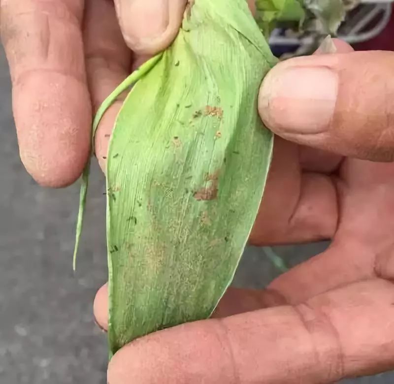 玉米心叶卷曲怎么处理,玉米芯卷成鞭状怎么治好