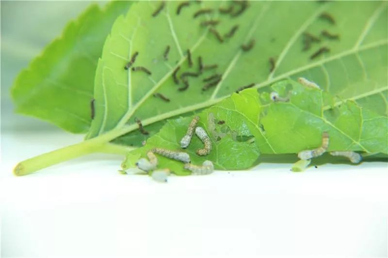 蚕宝宝怎么制作成丝绸,蚕如何变成丝绸