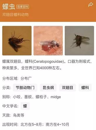 浙江怪异虫子,浙江渔民捕获怪物鱼