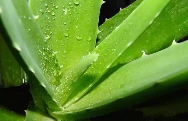 保湿、消炎、止痒、晒后修复，一管芦荟胶全搞定，宝宝也能用