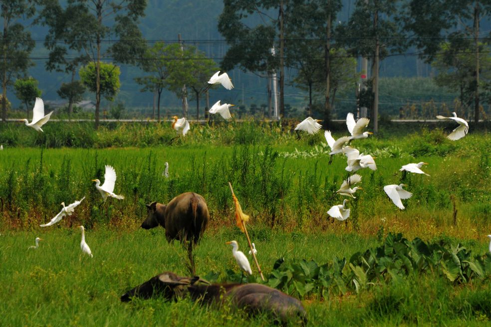 别拦我我要回家图片,别拦我我要回家