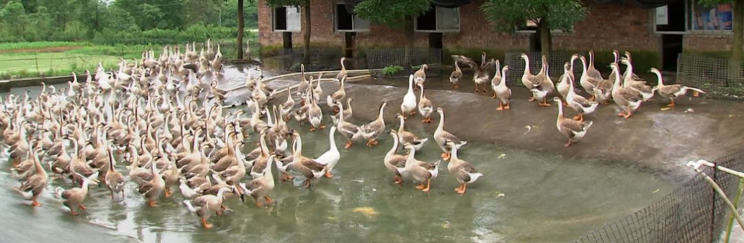 武冈铜鹅养殖技术视频,怎样养鹅和家畜不生病