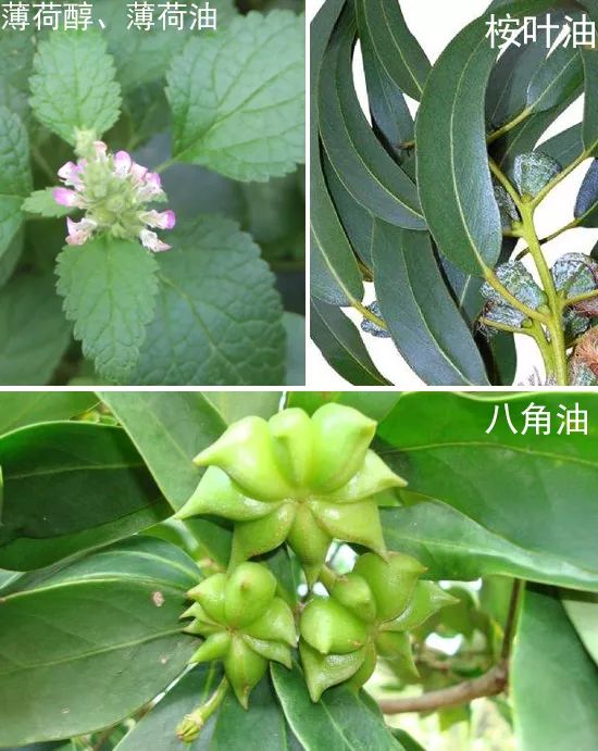 不用打磨牙齿的快速美白方法,不用洗牙能把牙垢黄牙变白的方法