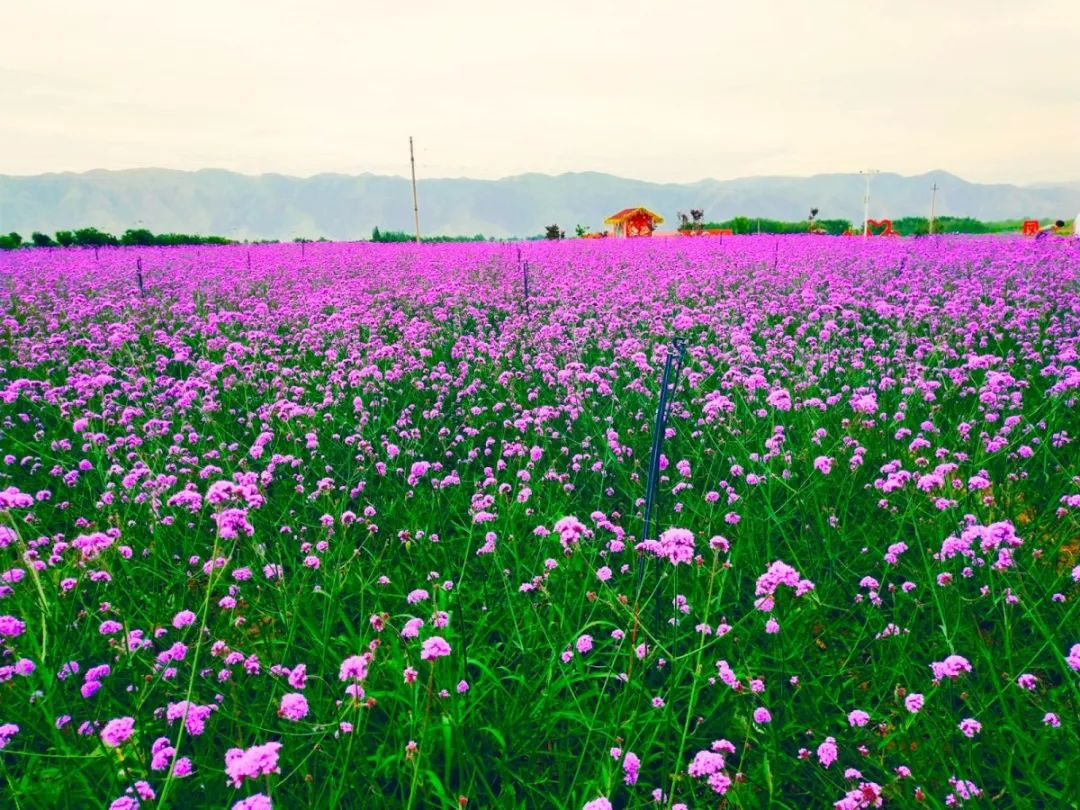 白银市区到大坪花海,去大坪玩攻略