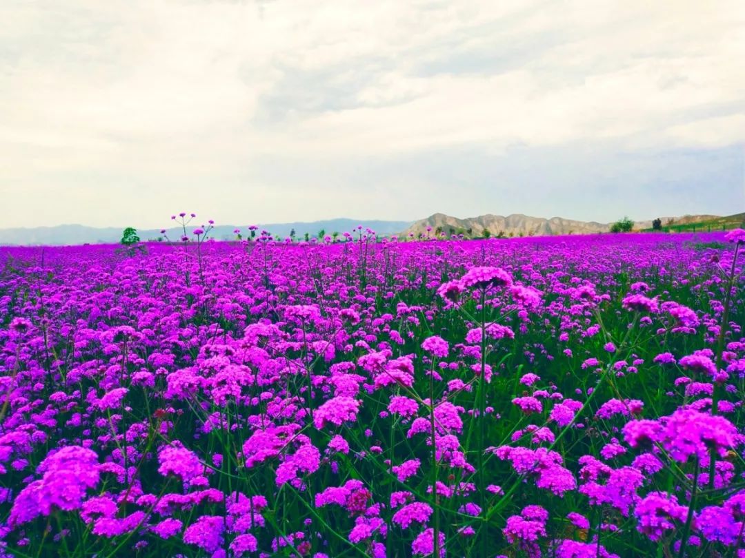 白银市区到大坪花海,去大坪玩攻略