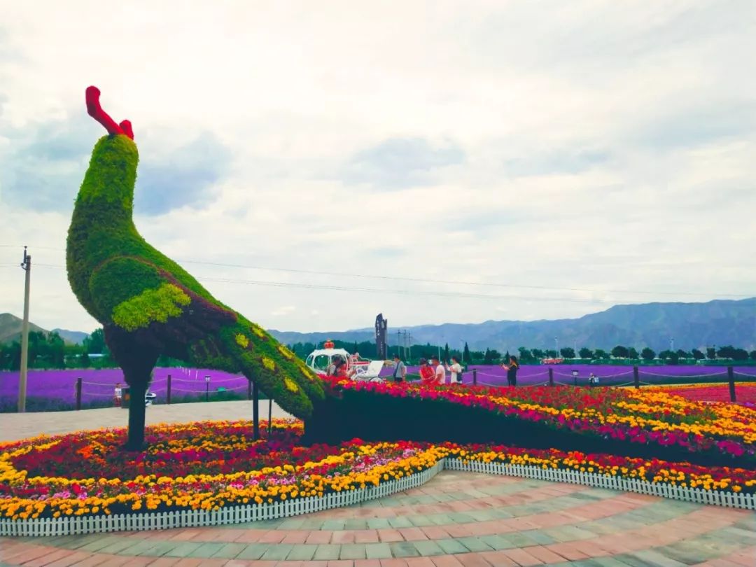 白银市区到大坪花海,去大坪玩攻略