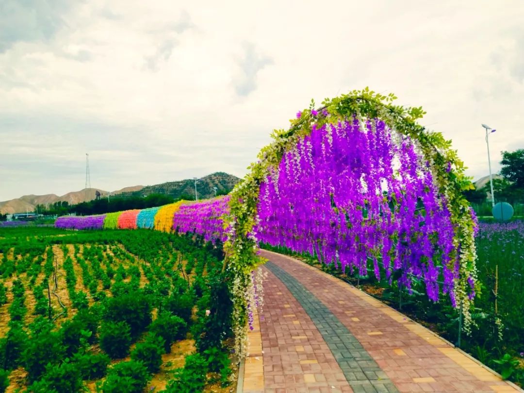 白银市区到大坪花海,去大坪玩攻略