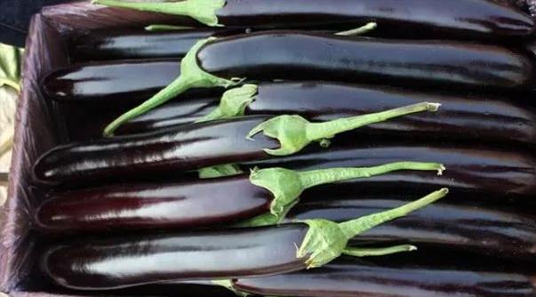 如何挑选茄子的技巧 (茄子怎样挑选)